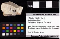 Foto (Objket + Etiketten) von Galatheoidea indet. 